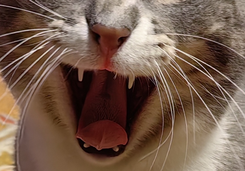 Bu görselin Alt özniteliği boş. Dosya adı: kedilerde-dis-sagligi.jpg