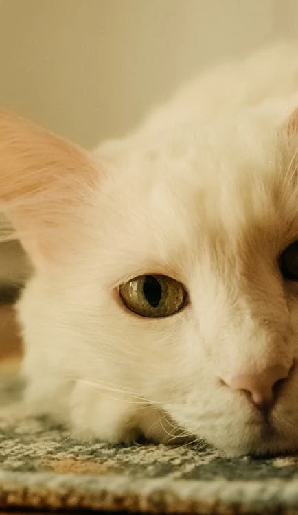 Kedi tüy dökme