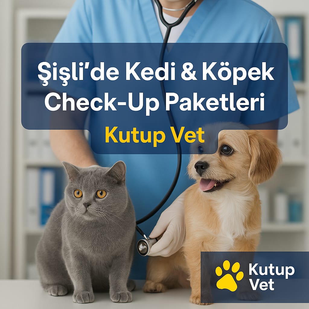 Şişli’de veteriner kliniğinde kedi ve köpek check-up muayenesi – Kutup Vet